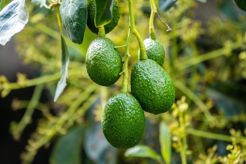 Mango and Avocado Salsa